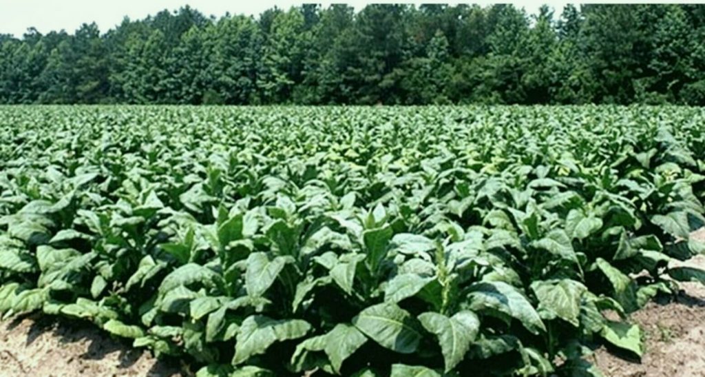 A panoramic view of a tobacco farm in Zimbabwe.