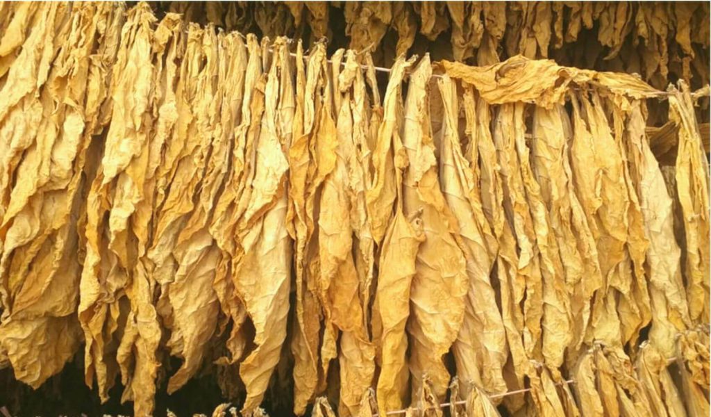 Piles of cured Virginia tobacco in a tobacco barn