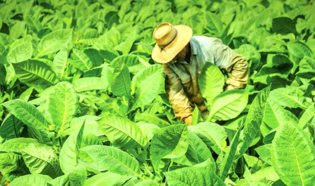 Farmer handpicking Organic Kentucky tobacco leaves